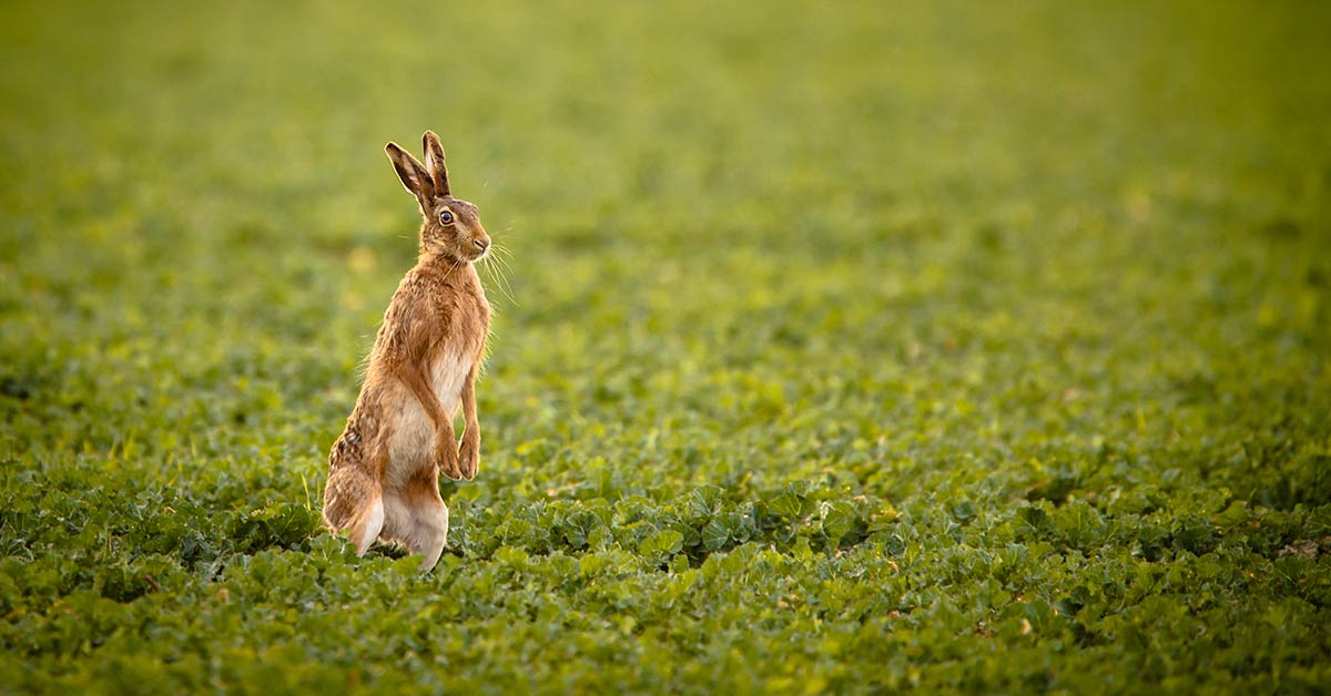 Hase steht auf auf zwei Beinen und schaut suchend übers grüne Feld | Haukauf Saarland - Immobiliensuche